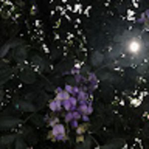 Meet your Posher, Laritza